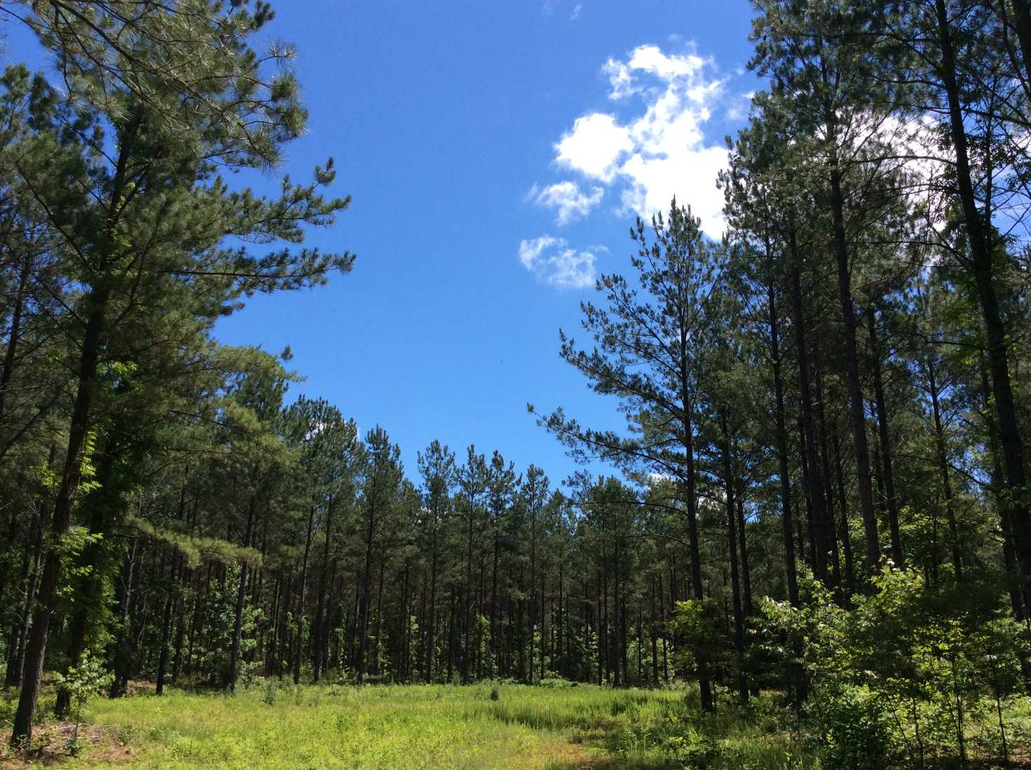 Advance Land and Timber Land for sale property_imgs/img_113.jpg