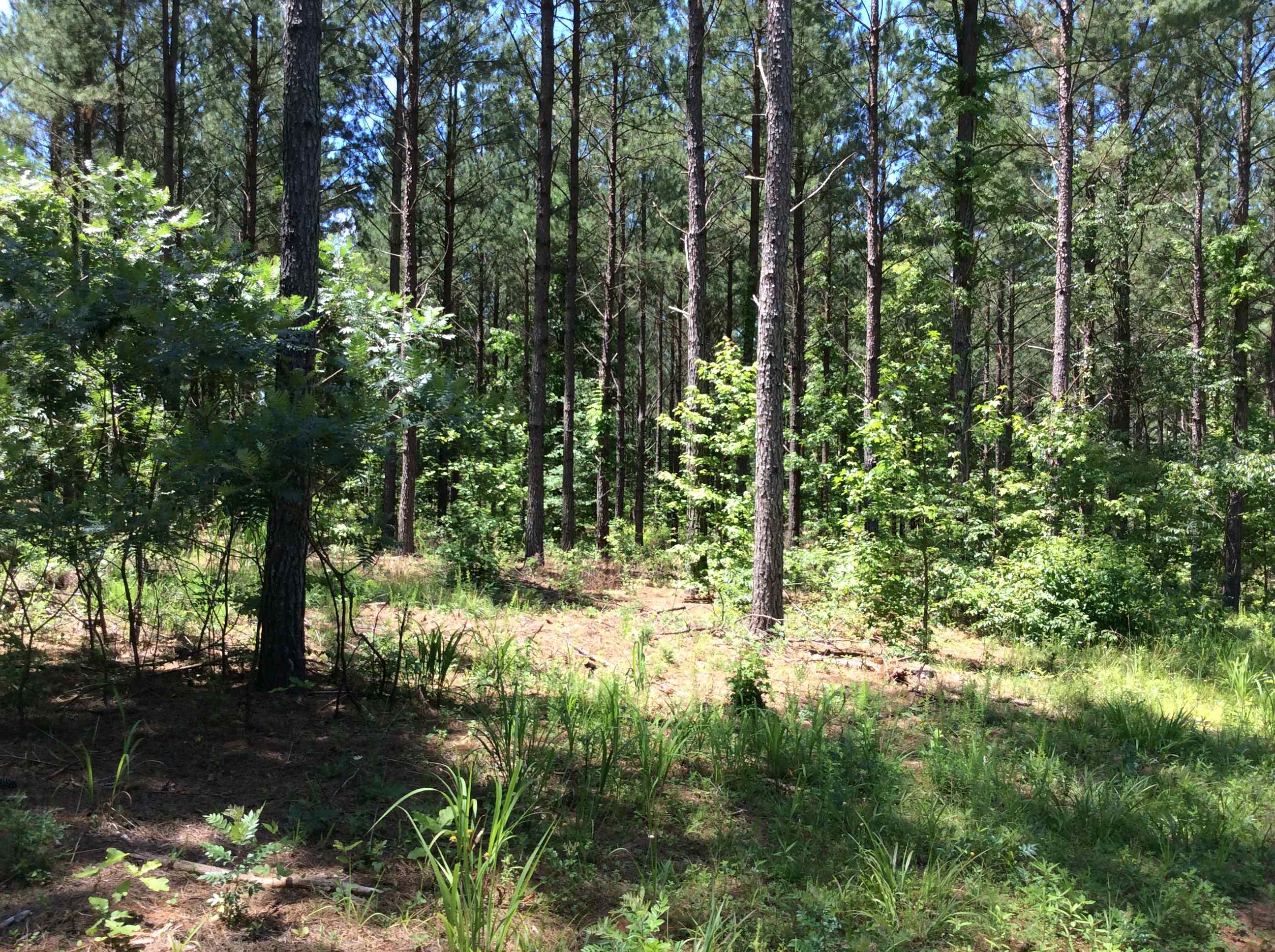 Advance Land and Timber Land for sale property_imgs/img_121.jpg