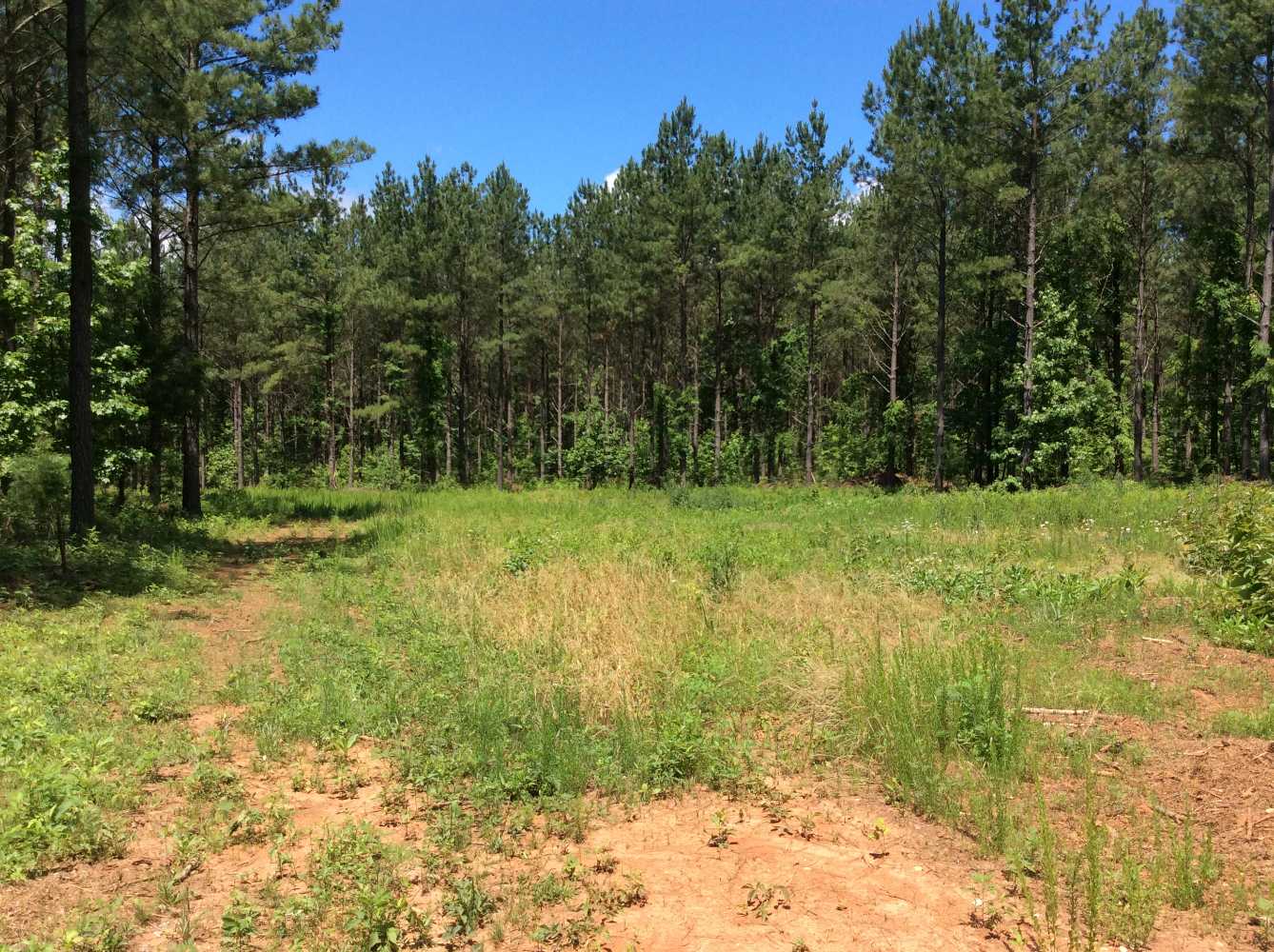 Advance Land and Timber Land for sale property_imgs/img_12~0.jpg