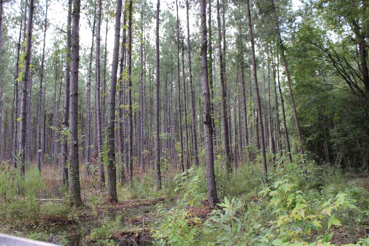 Advance Land and Timber Land for sale property_imgs/img_1327.jpg
