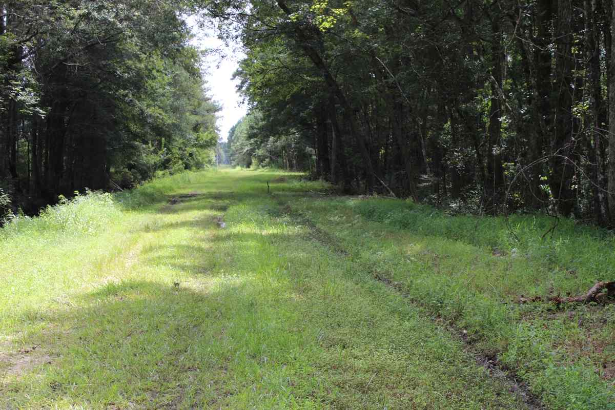 Advance Land and Timber Land for sale property_imgs/img_1334.jpg