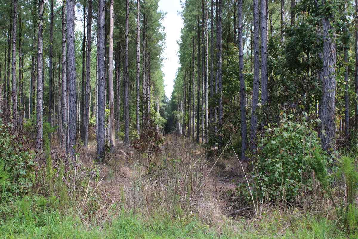 Advance Land and Timber Land for sale property_imgs/img_1376.jpg
