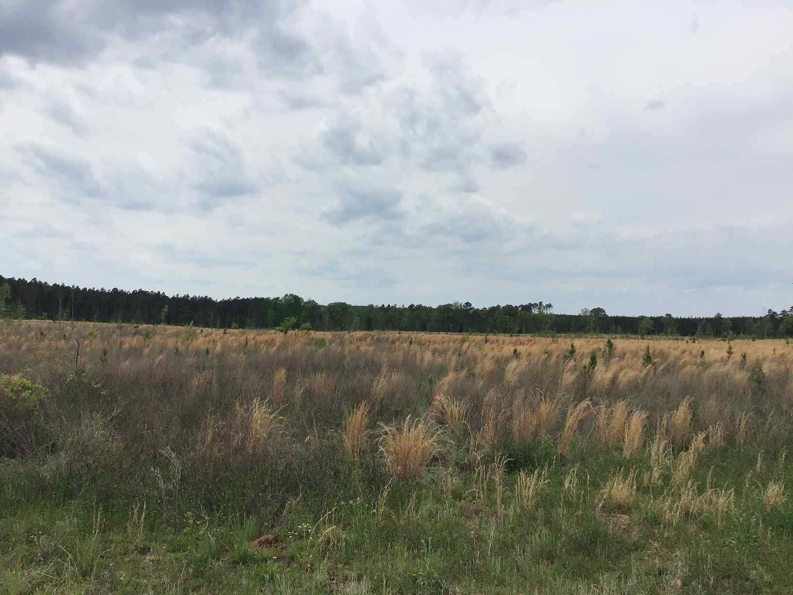 Advance Land and Timber Land for sale property_imgs/img_1463~0.jpg