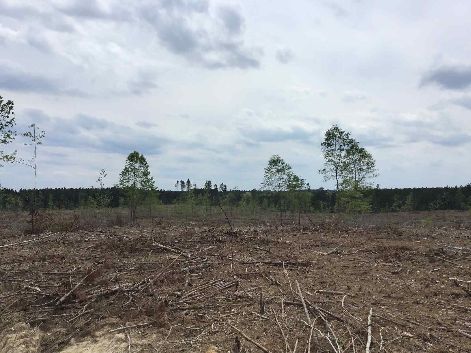 Advance Land and Timber Land for sale property_imgs/img_1466.jpg