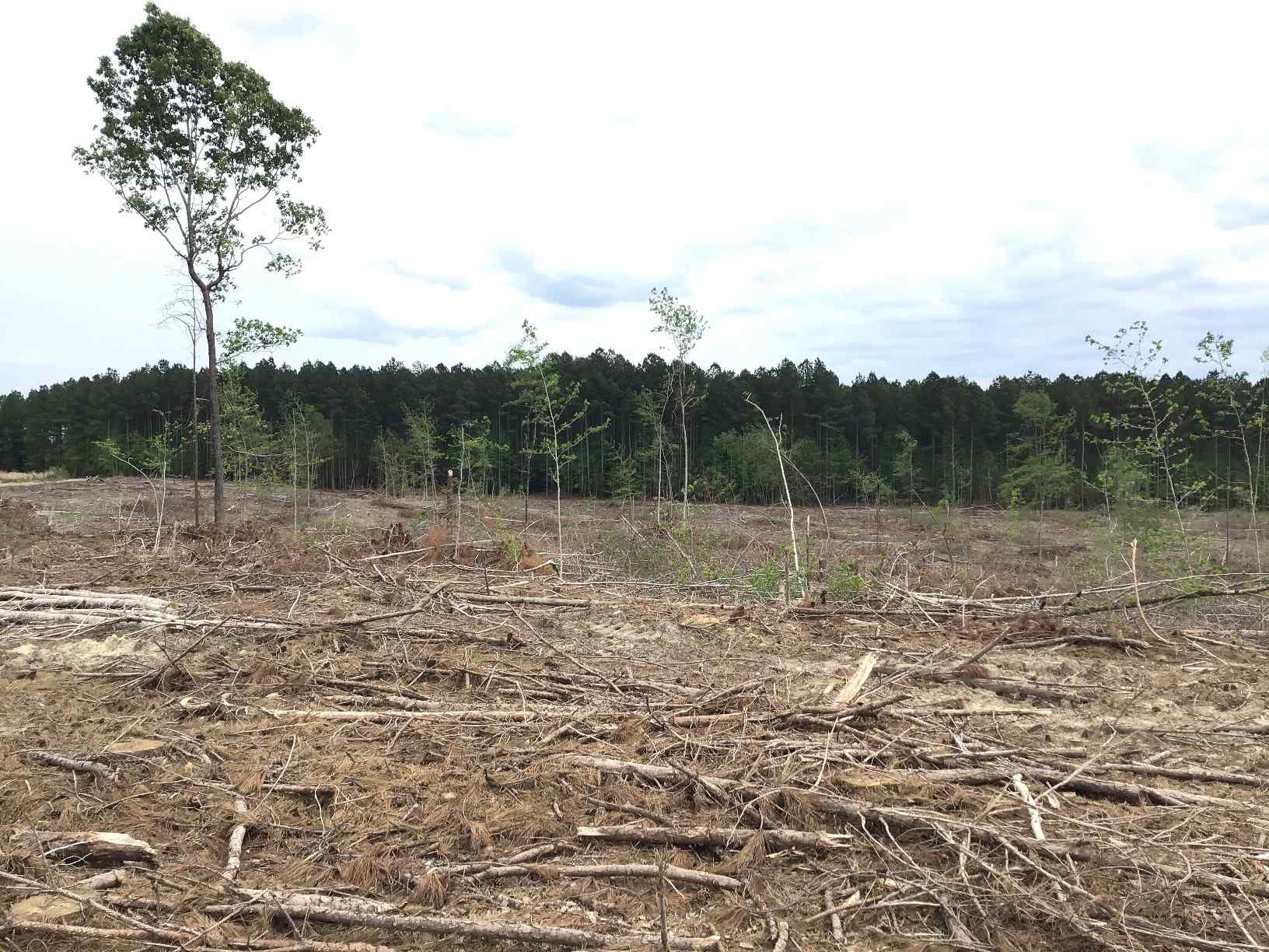 Advance Land and Timber Land for sale property_imgs/img_1467.jpg