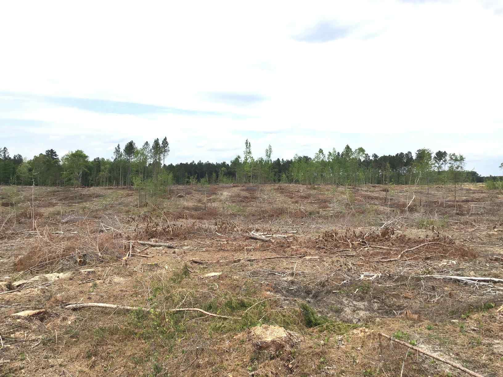 Advance Land and Timber Land for sale property_imgs/img_1468.jpg