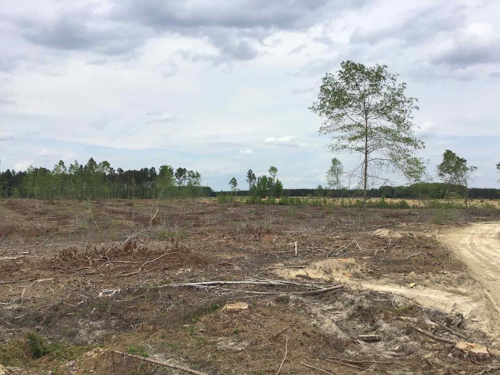 Advance Land and Timber Land for sale property_imgs/img_1469.jpg