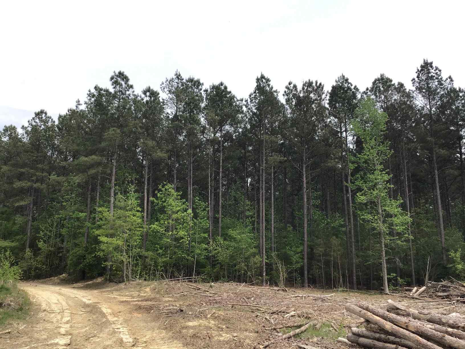 Advance Land and Timber Land for sale property_imgs/img_1471~1.jpg