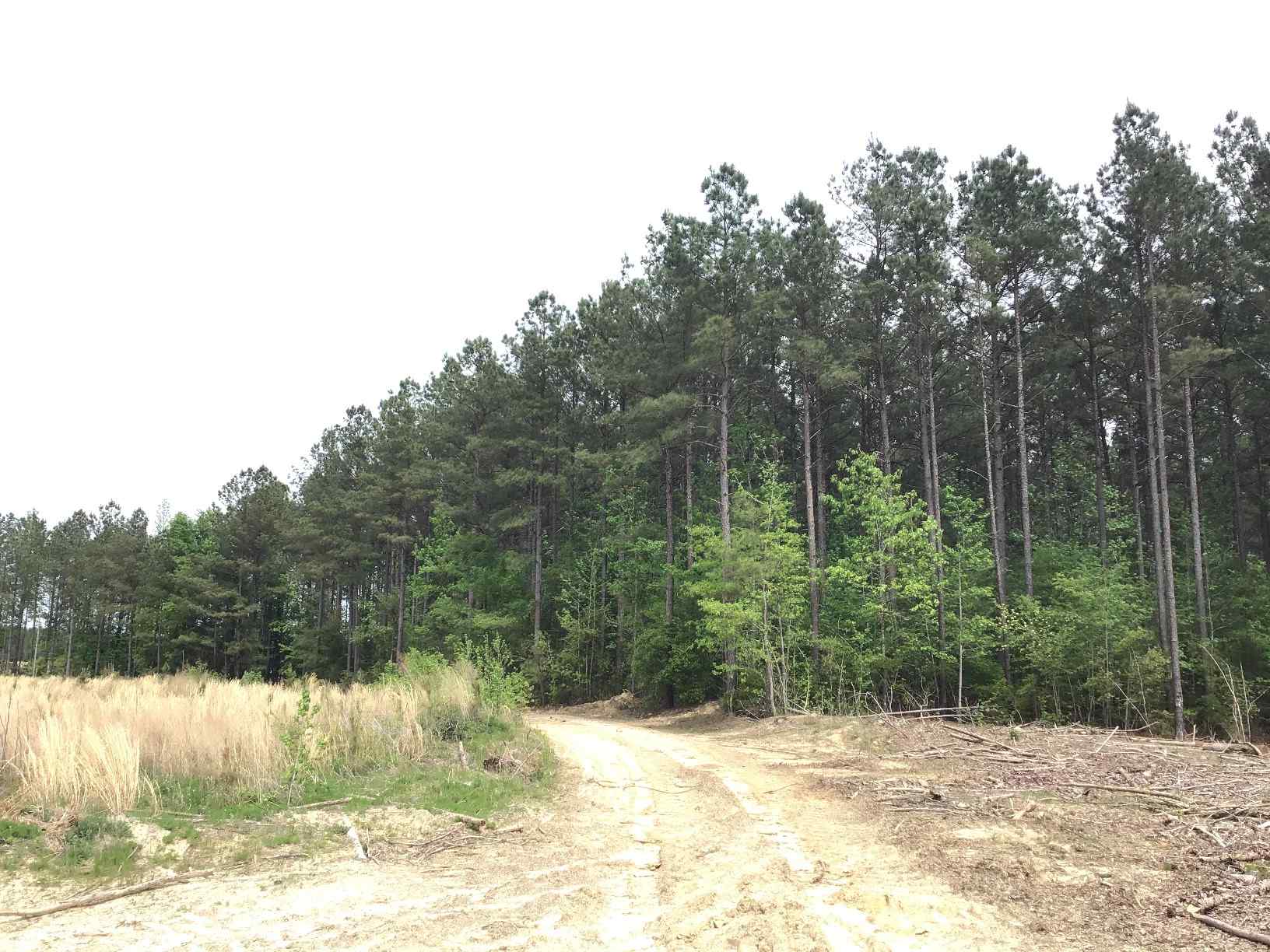 Advance Land and Timber Land for sale property_imgs/img_1472~2.jpg