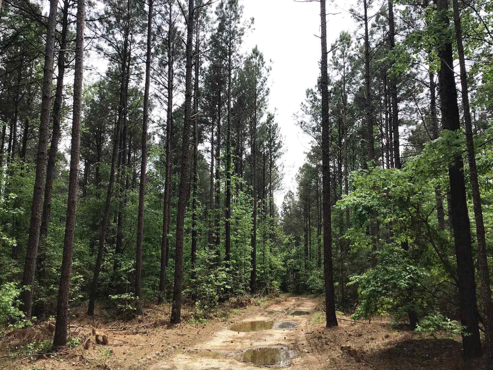 Advance Land and Timber Land for sale property_imgs/img_1473~1.jpg
