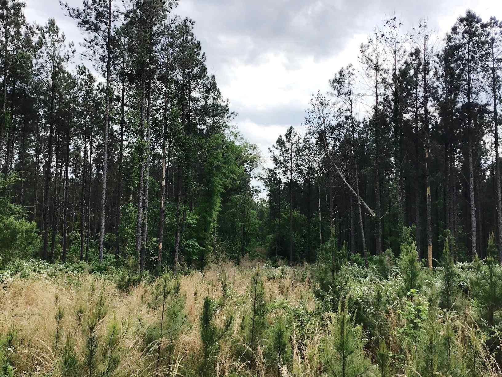 Advance Land and Timber Land for sale property_imgs/img_1474~1.jpg
