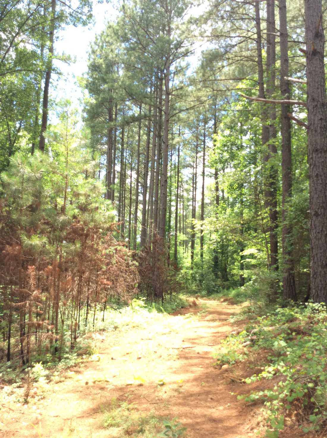 Advance Land and Timber Land for sale property_imgs/img_155.jpg