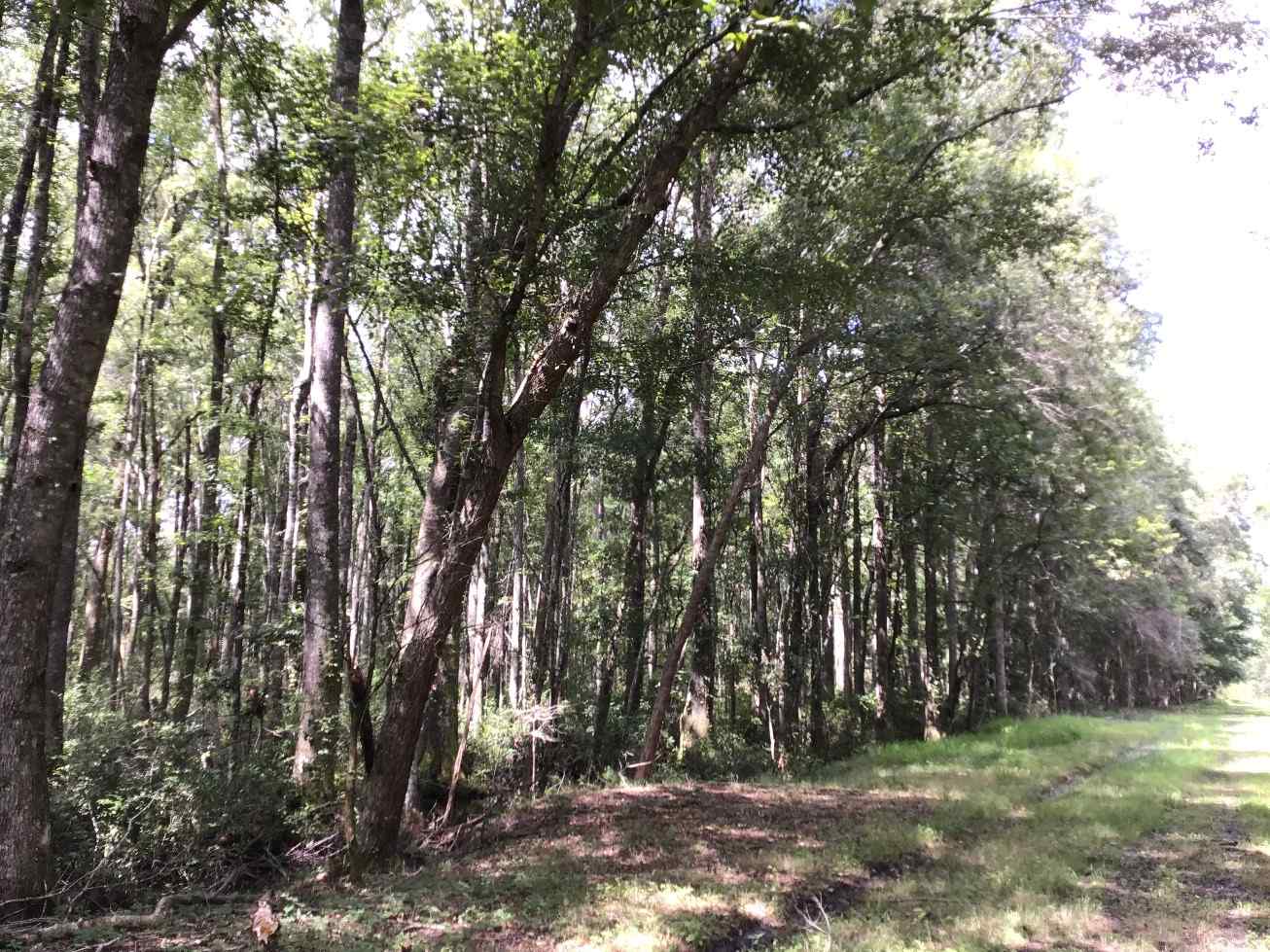 Advance Land and Timber Land for sale property_imgs/img_1595.jpg
