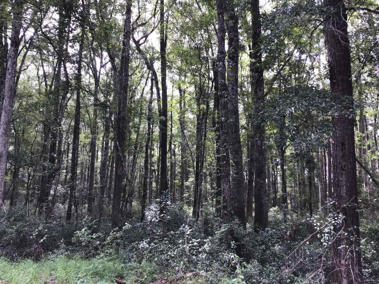 Advance Land and Timber Land for sale property_imgs/img_1597.jpg