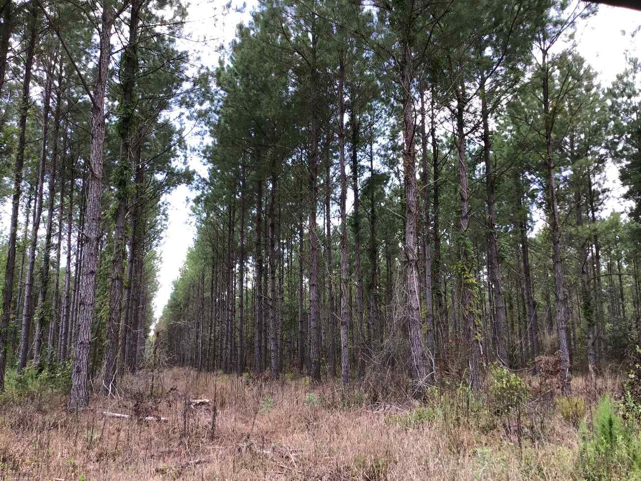 Advance Land and Timber Land for sale property_imgs/img_1627.jpg