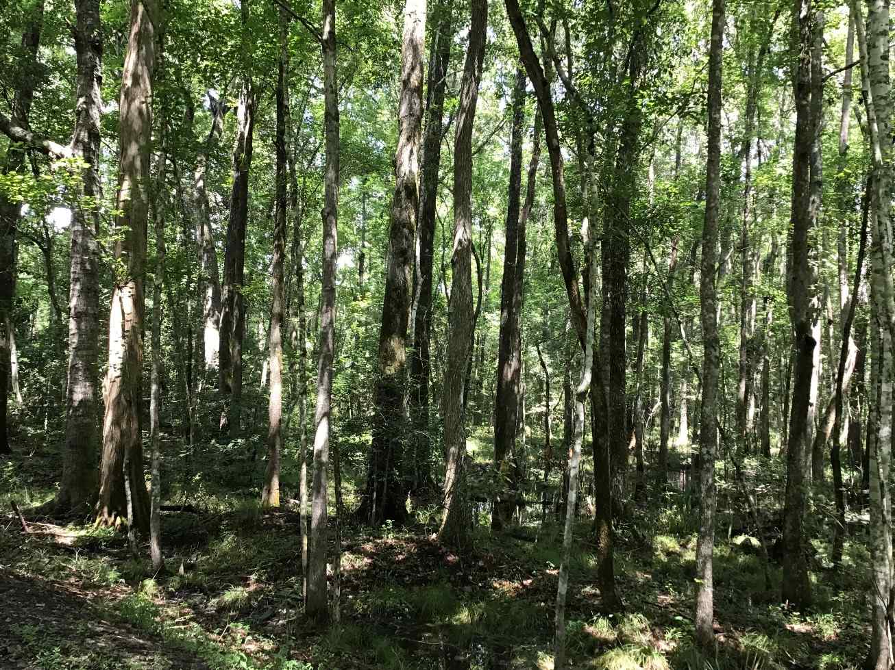 Advance Land and Timber Land for sale property_imgs/img_1638~0.jpg