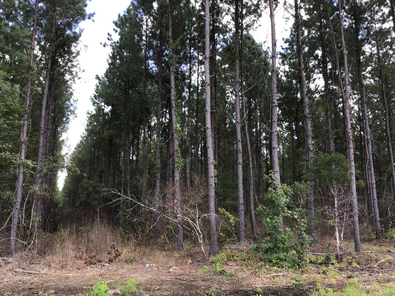 Advance Land and Timber Land for sale property_imgs/img_1655.jpg