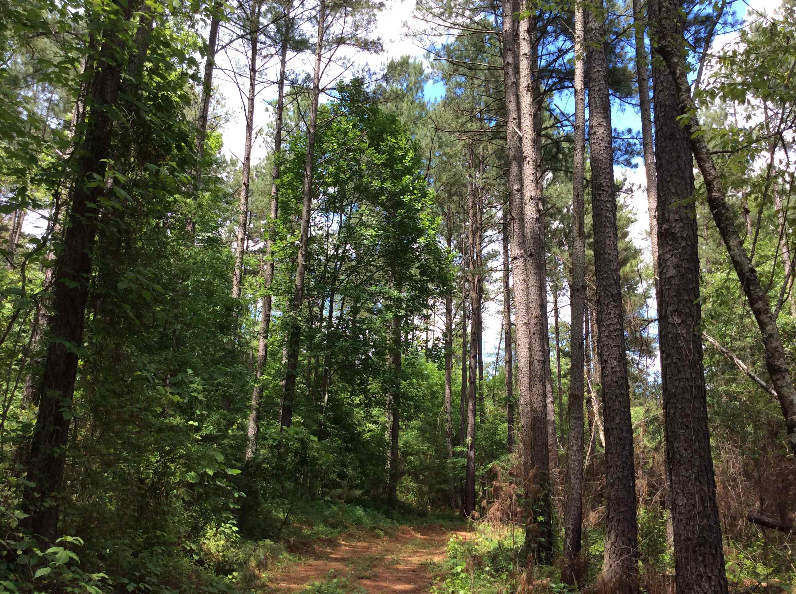 Advance Land and Timber Land for sale property_imgs/img_165~0.jpg