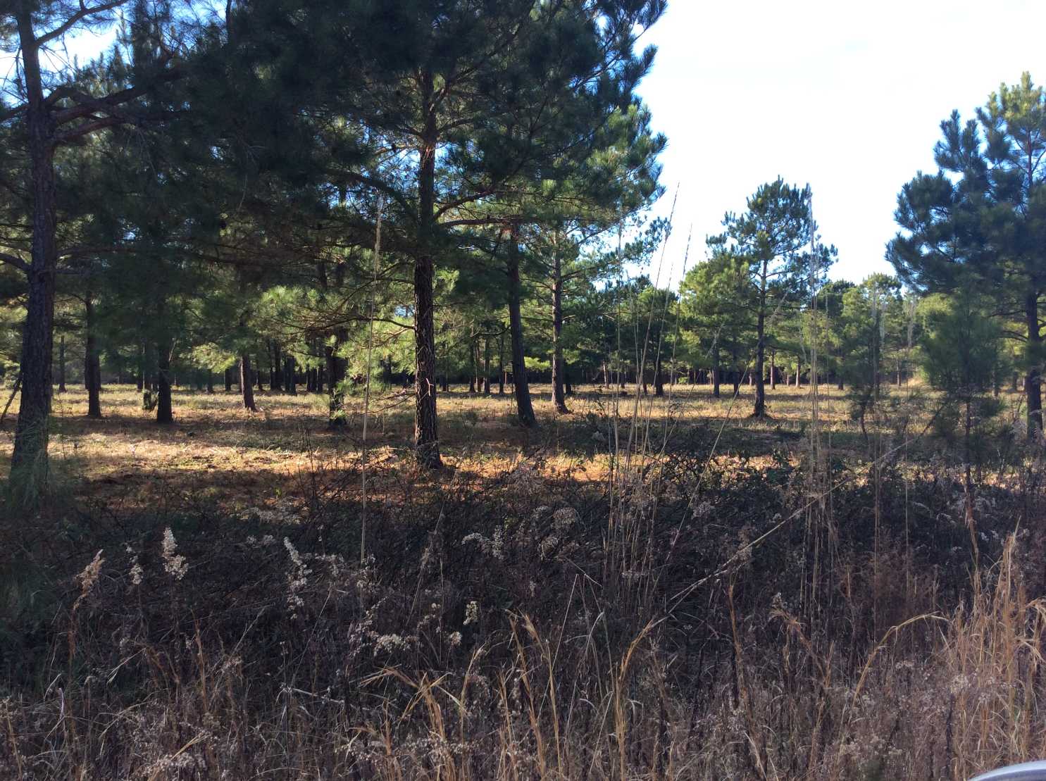 Horry County South Carolina Land for Sale