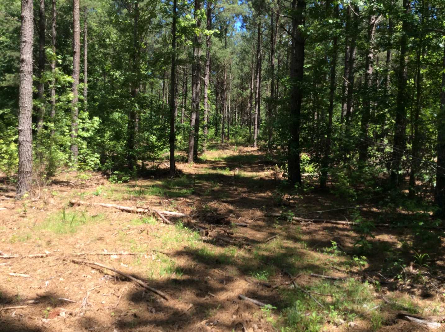 Advance Land and Timber Land for sale property_imgs/img_18~0.jpg