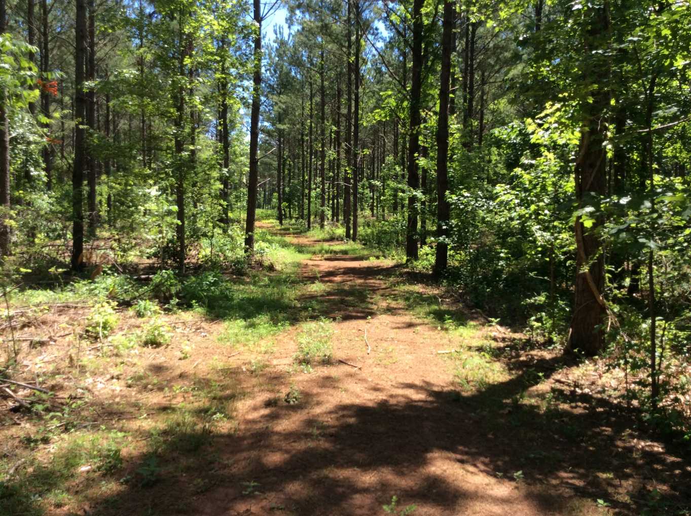 Advance Land and Timber Land for sale property_imgs/img_19~0.jpg