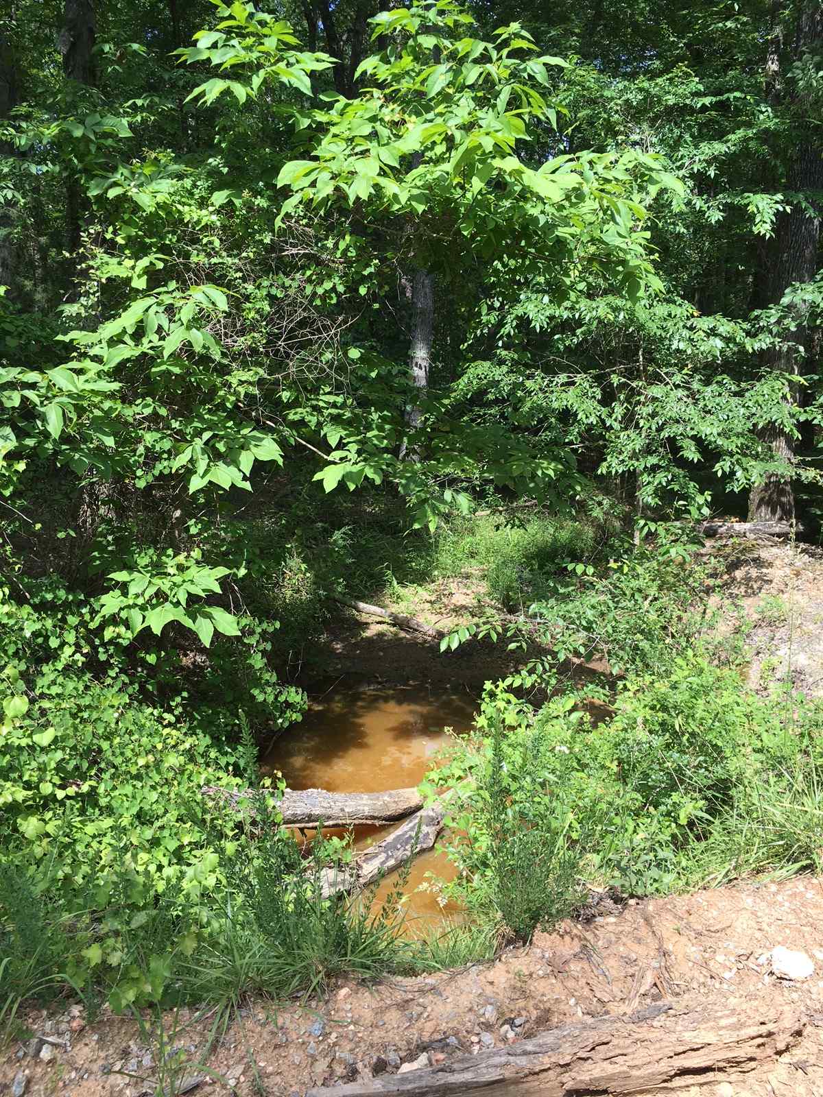 Advance Land and Timber Land for sale property_imgs/img_2365~0.jpg