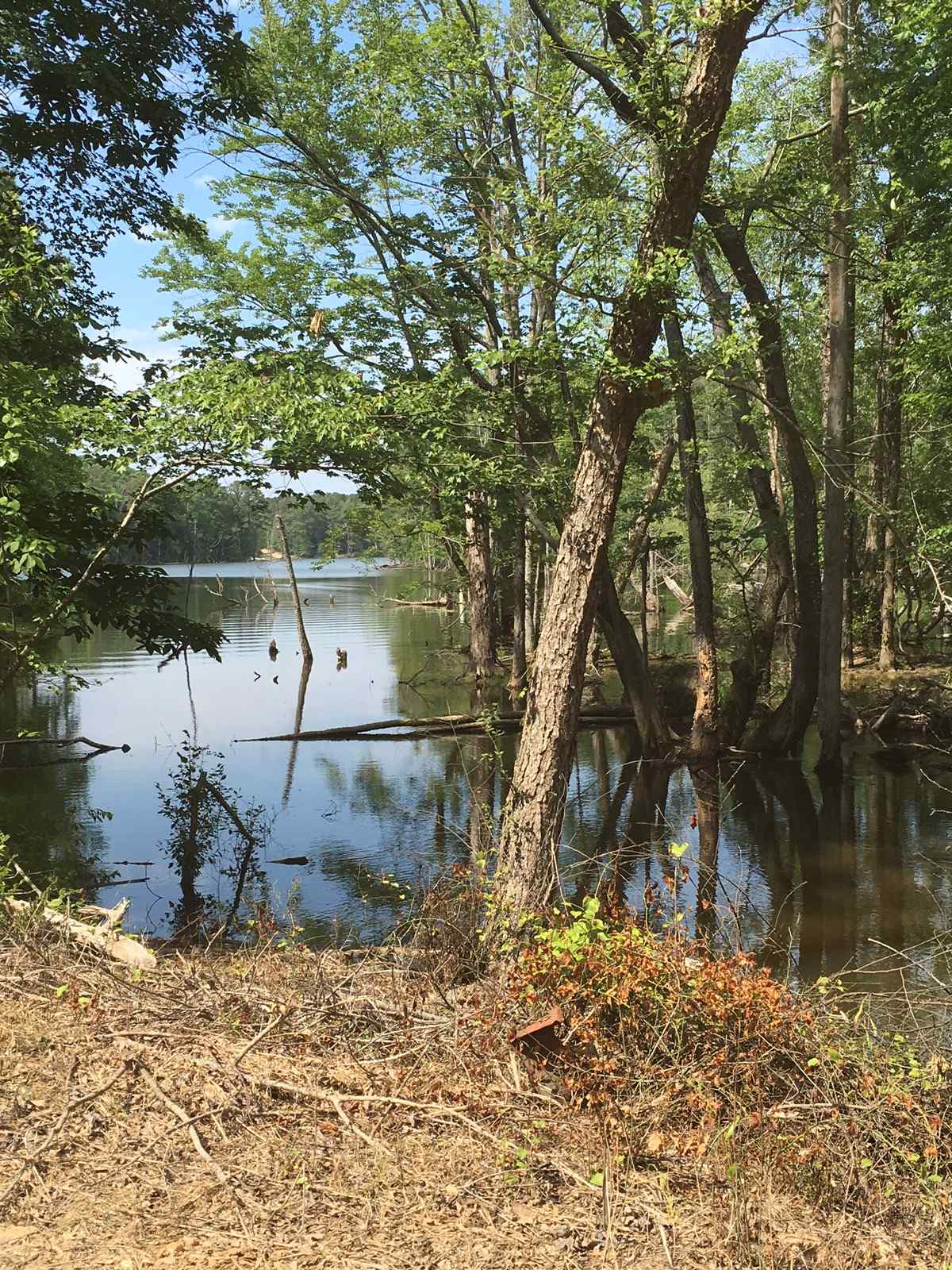 Advance Land and Timber Land for sale property_imgs/img_237~0.jpg