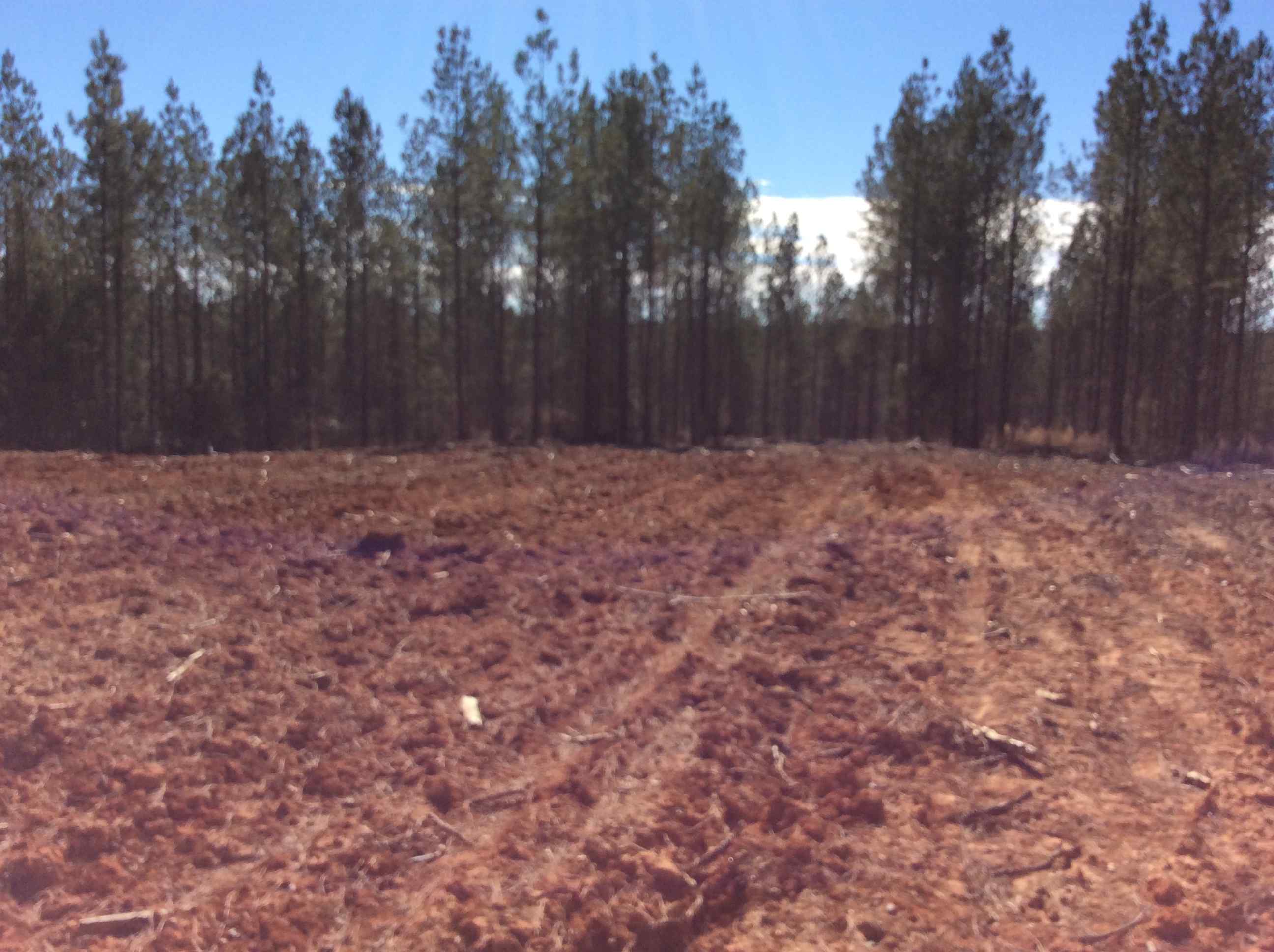Advance Land and Timber Land for sale property_imgs/img_2871.jpg