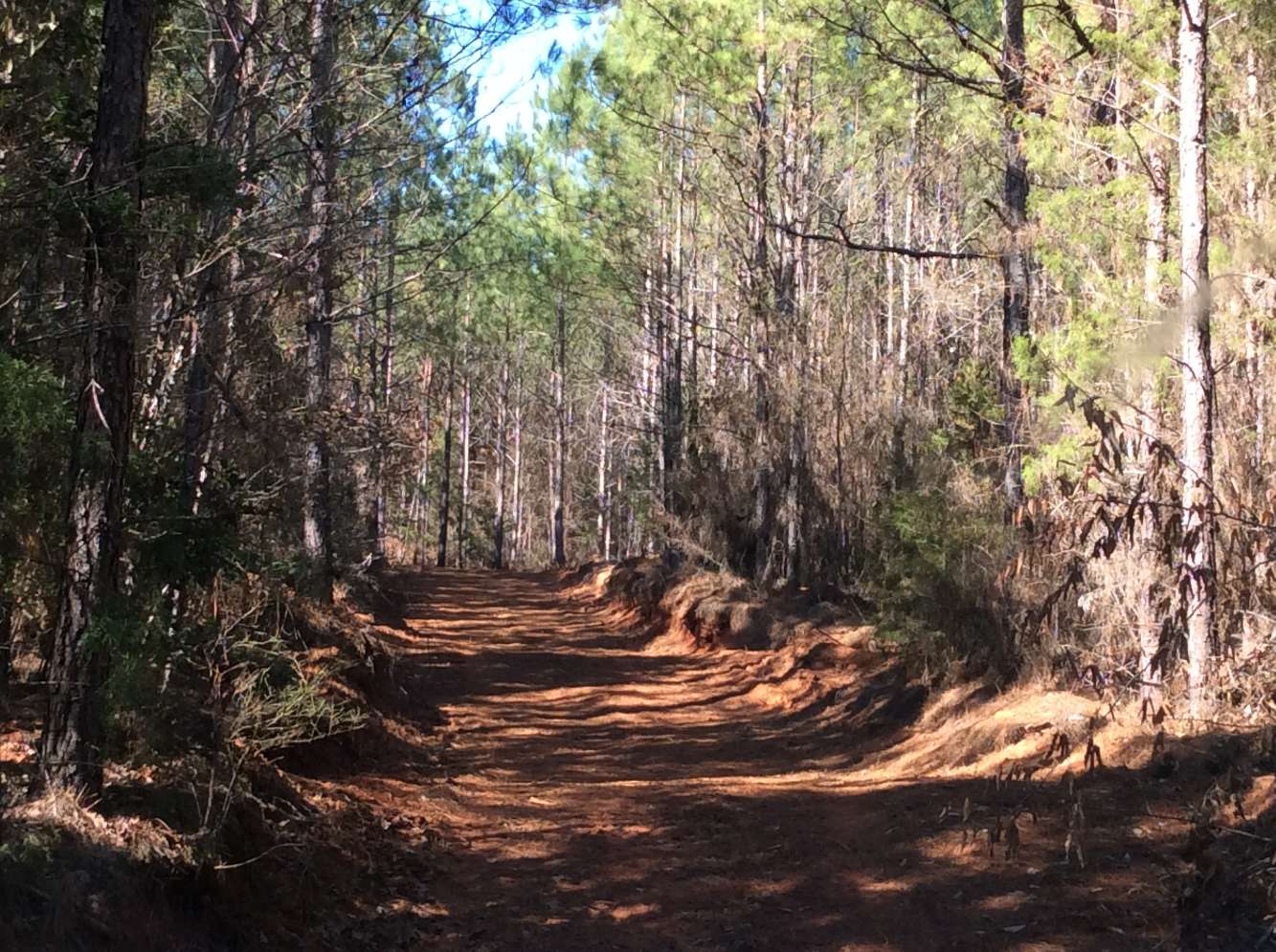 Advance Land and Timber Land for sale property_imgs/img_2884.jpg