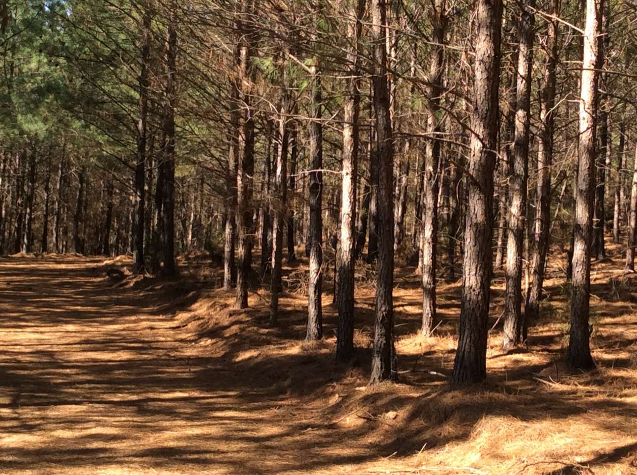 Advance Land and Timber Land for sale property_imgs/img_2886.jpg