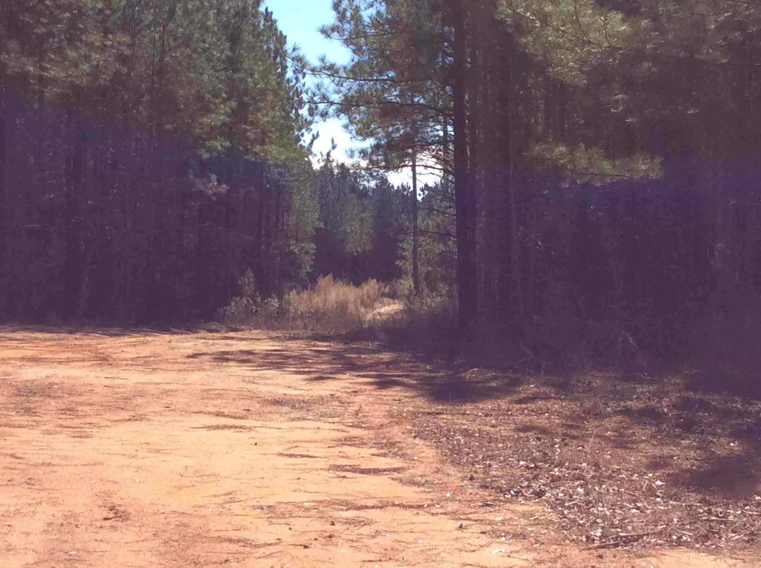 Advance Land and Timber Land for sale property_imgs/img_2887.jpg