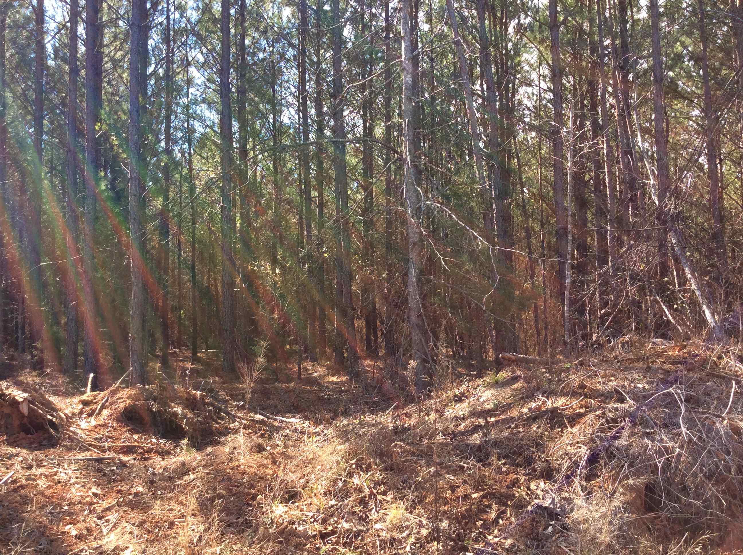Advance Land and Timber Land for sale property_imgs/img_2888.jpg