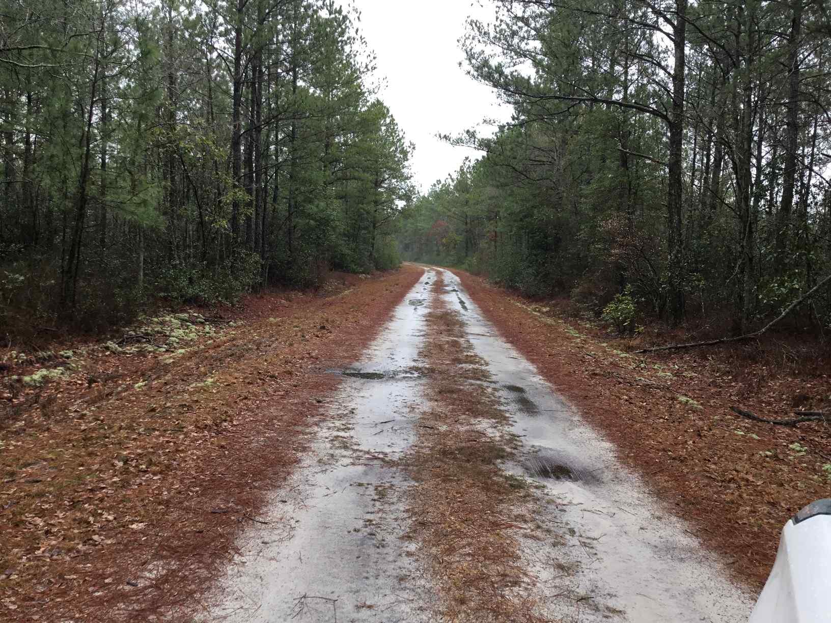 Advance Land and Timber Land for sale property_imgs/img_2987.jpg
