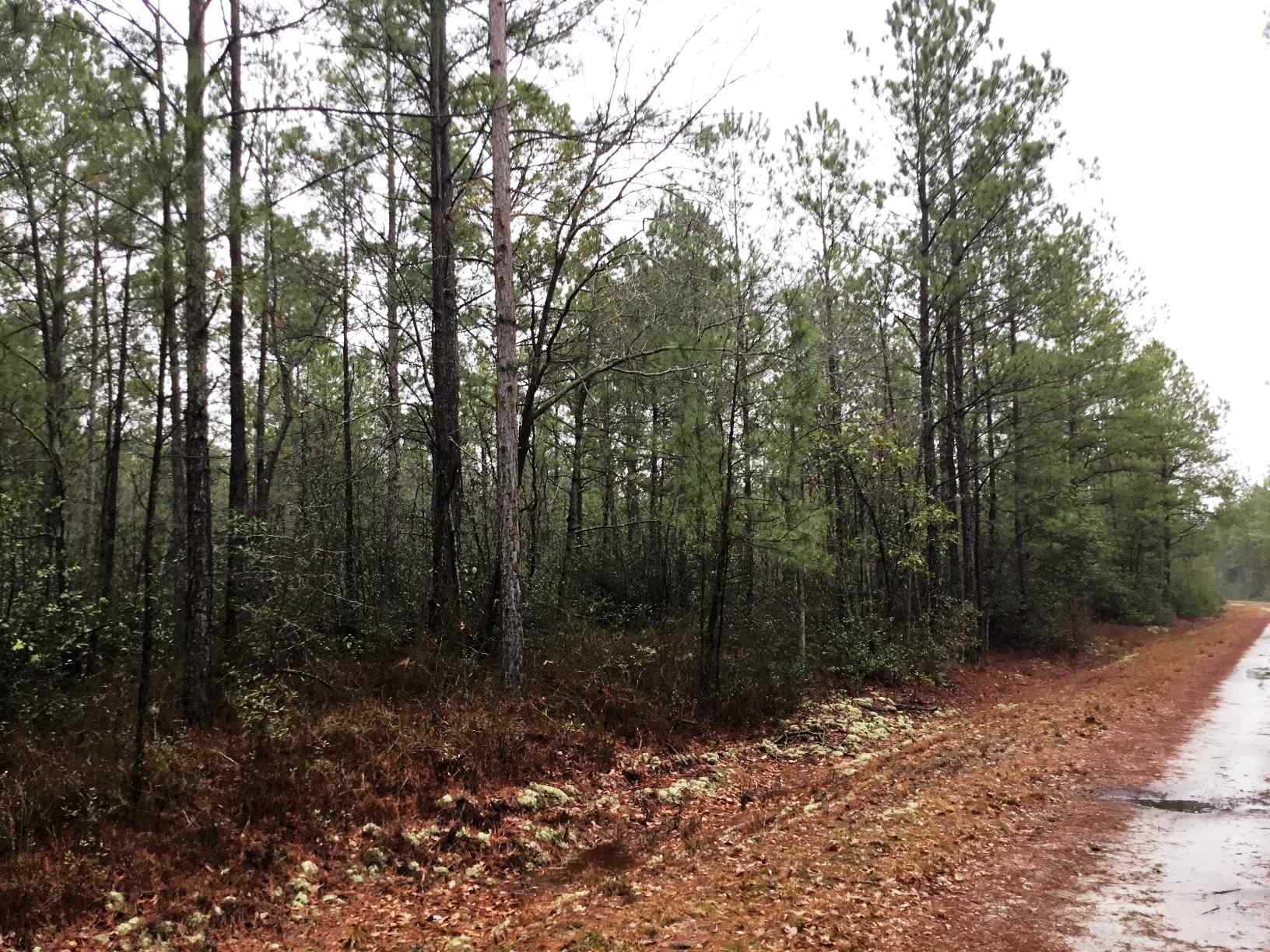 Advance Land and Timber Land for sale property_imgs/img_2988.jpg