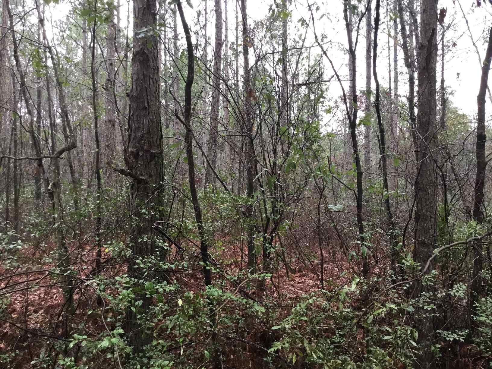 Advance Land and Timber Land for sale property_imgs/img_2989~0.jpg