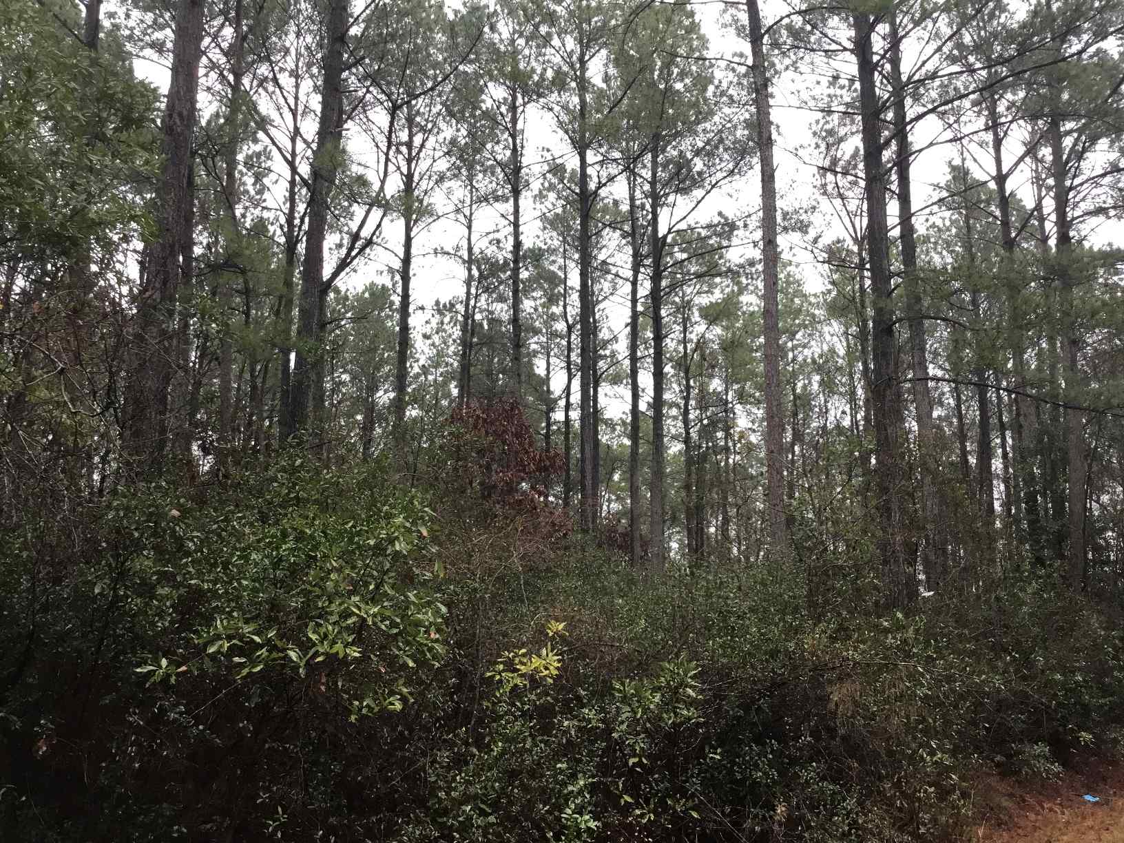 Advance Land and Timber Land for sale property_imgs/img_2991.jpg