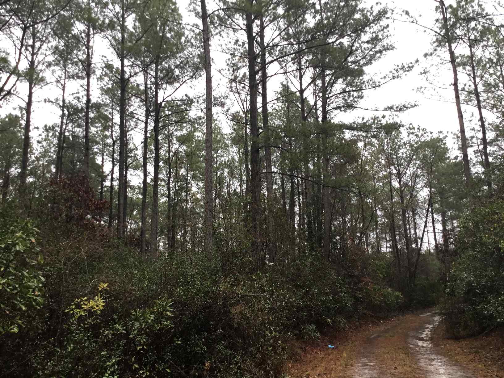 Advance Land and Timber Land for sale property_imgs/img_2993~0.jpg