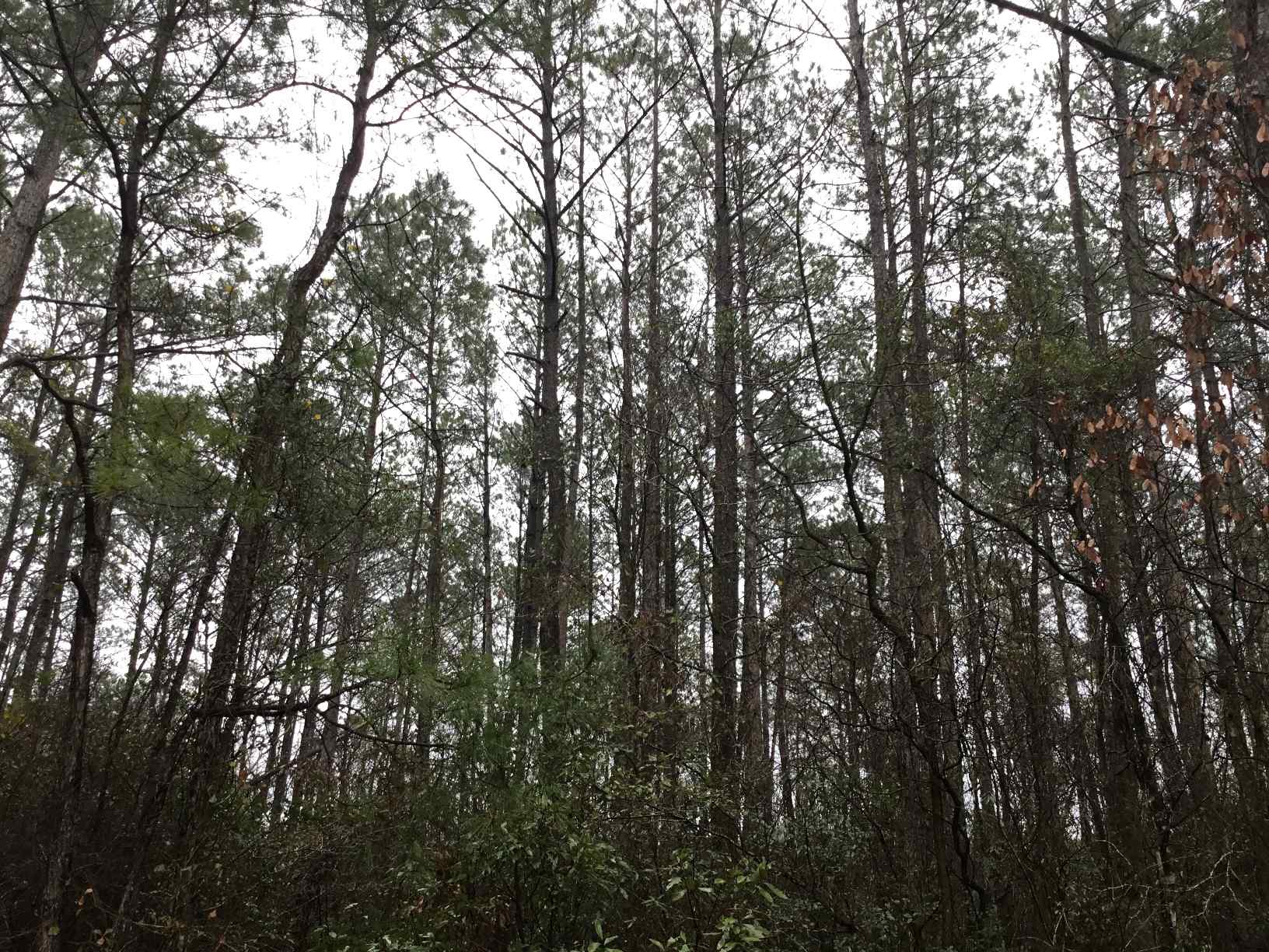 Advance Land and Timber Land for sale property_imgs/img_2995~0.jpg