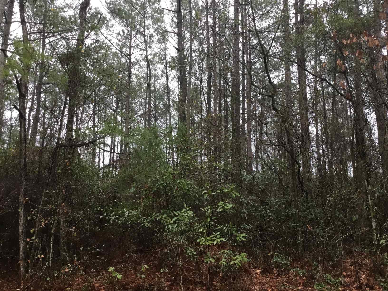 Advance Land and Timber Land for sale property_imgs/img_2996~0.jpg