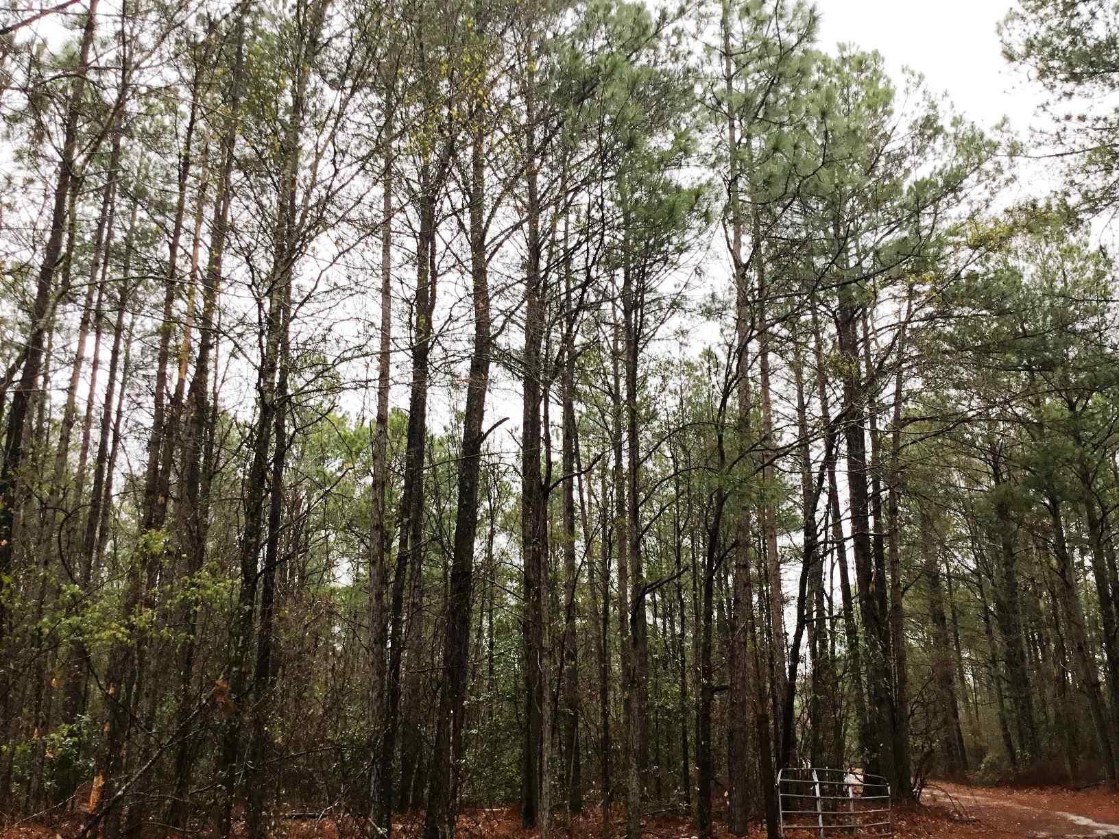 Advance Land and Timber Land for sale property_imgs/img_2999~0.jpg