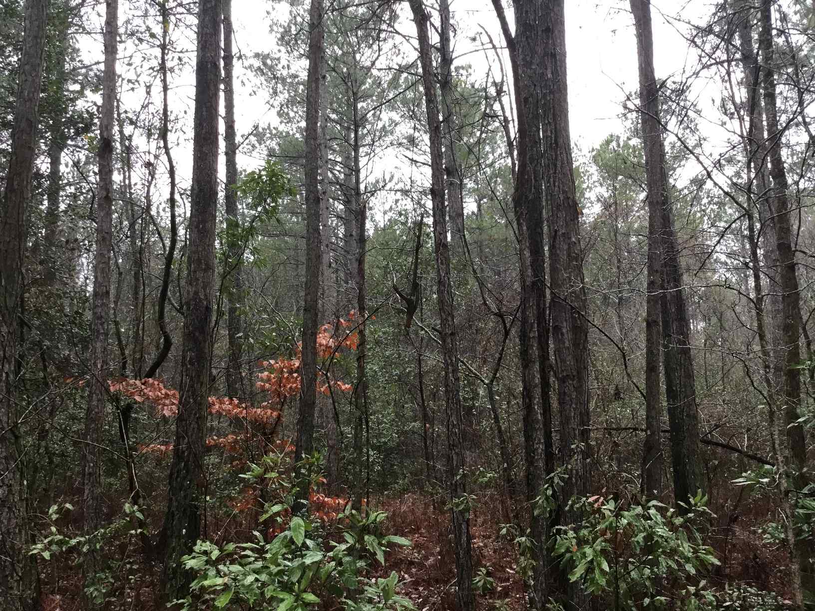 Advance Land and Timber Land for sale property_imgs/img_299~1.jpg