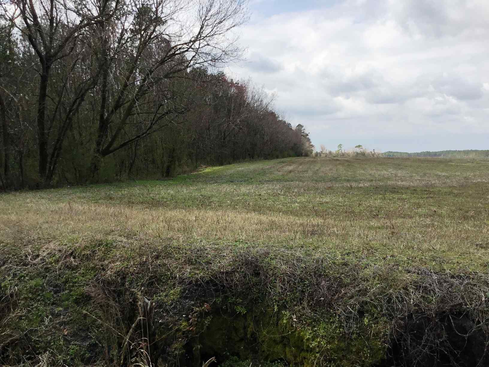 Advance Land and Timber Land for sale property_imgs/img_346~1.jpg