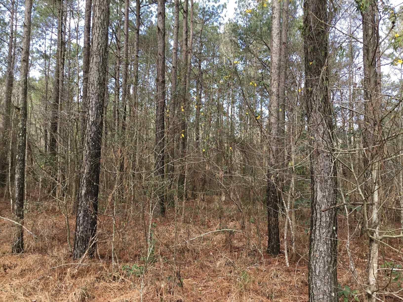 Advance Land and Timber Land for sale property_imgs/img_361.jpg
