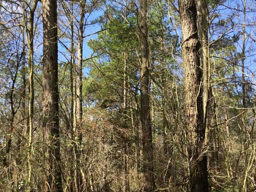 Advance Land and Timber Land for sale property_imgs/img_364~0.jpg
