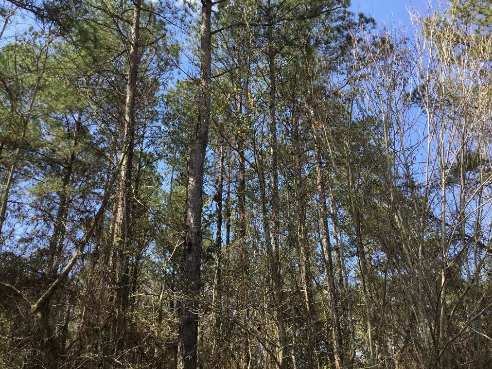 Advance Land and Timber Land for sale property_imgs/img_366~0.jpg