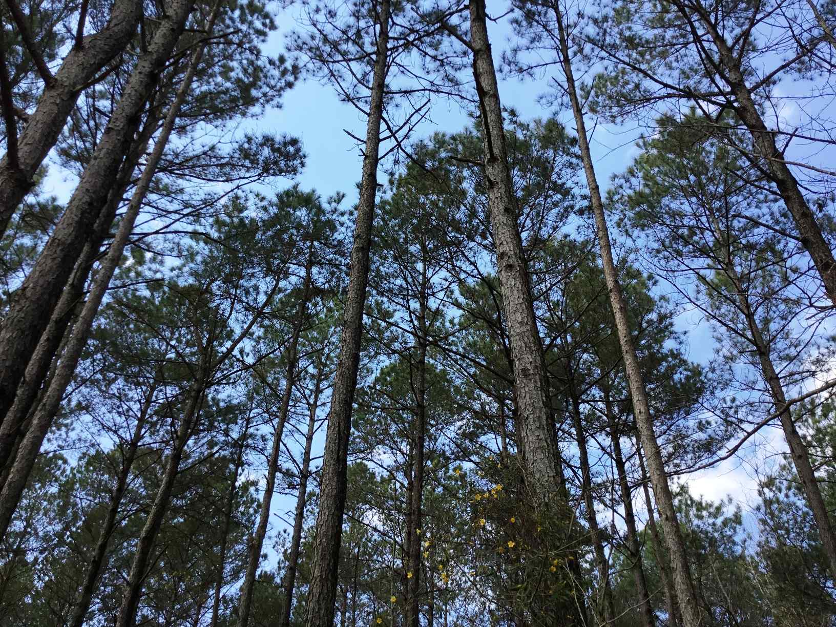Advance Land and Timber Land for sale property_imgs/img_36~9.jpg