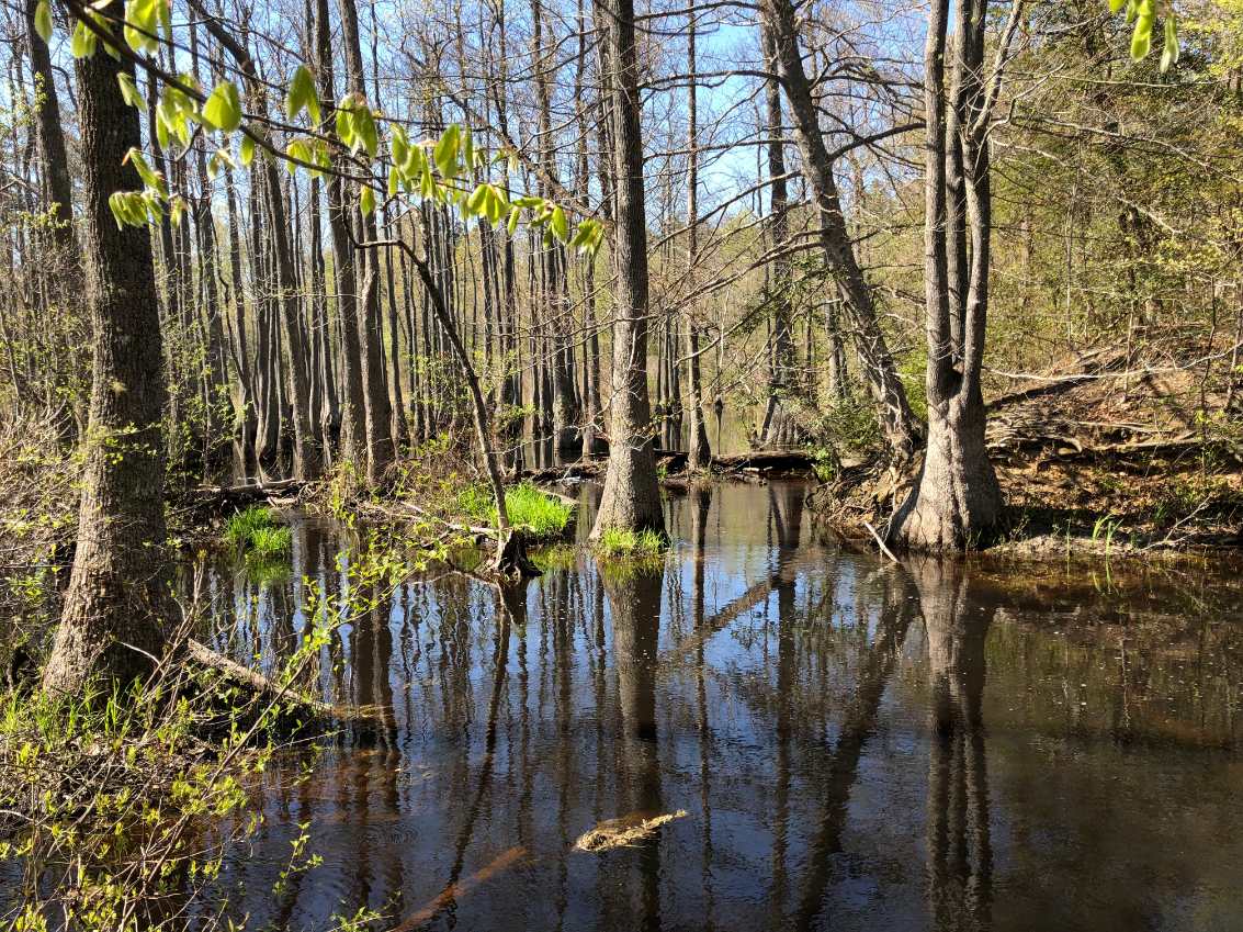 Advance Land and Timber Land for sale property_imgs/img_3927.jpg