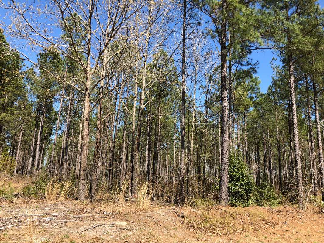 Advance Land and Timber Land for sale property_imgs/img_398.jpg