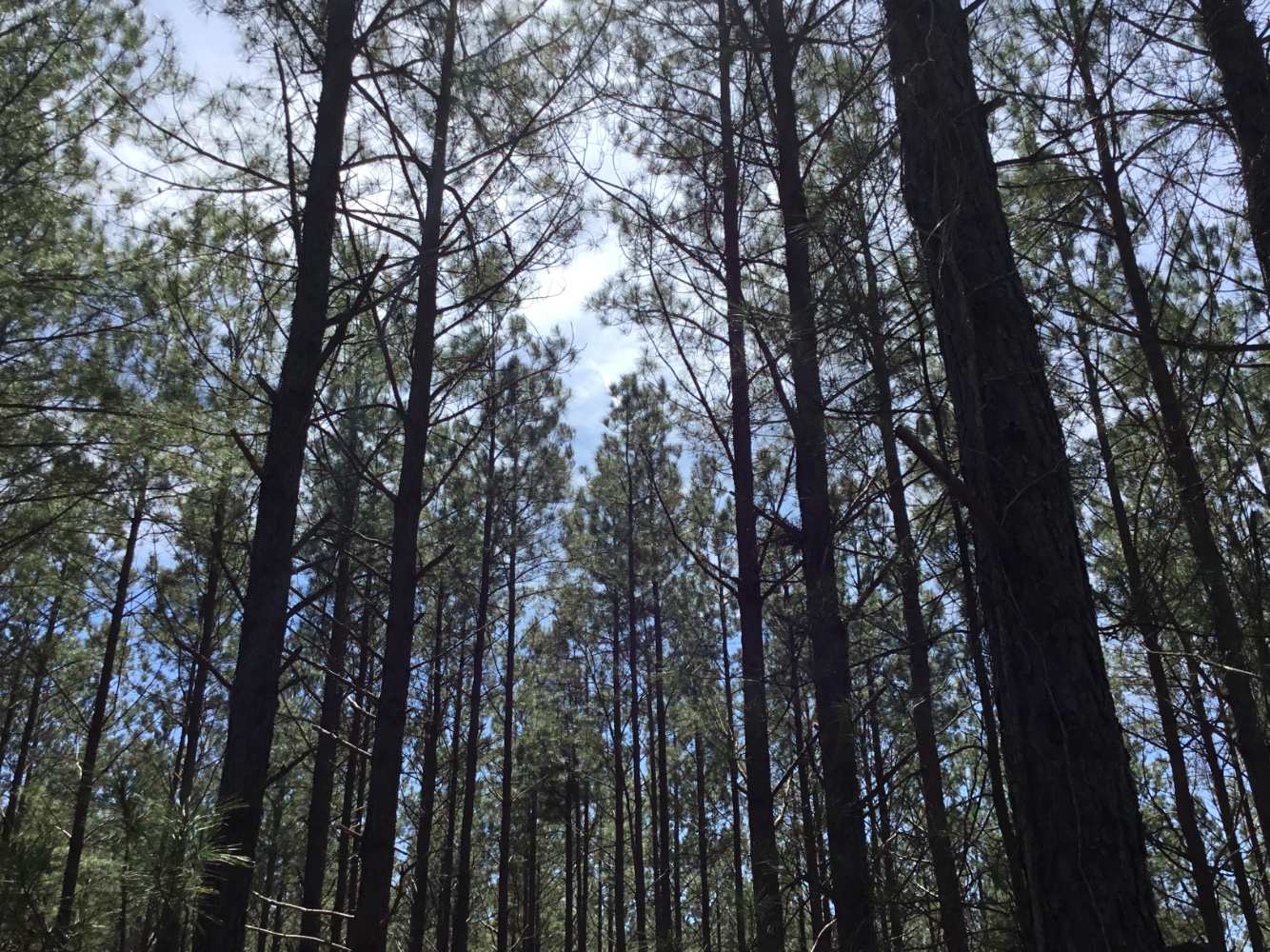 Advance Land and Timber Land for sale property_imgs/img_4.jpg