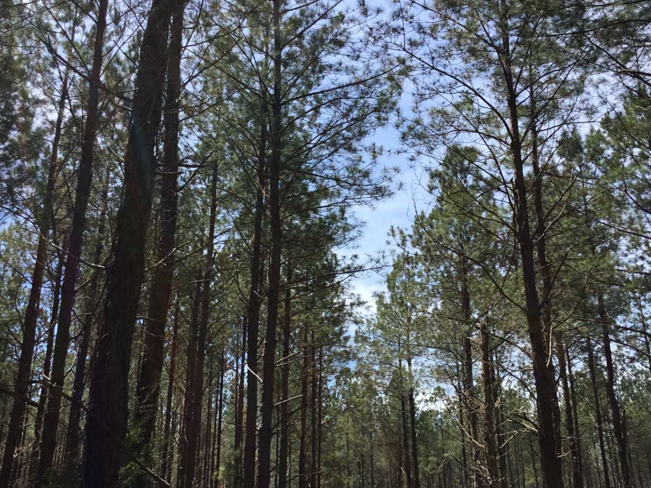Advance Land and Timber Land for sale property_imgs/img_41.jpg
